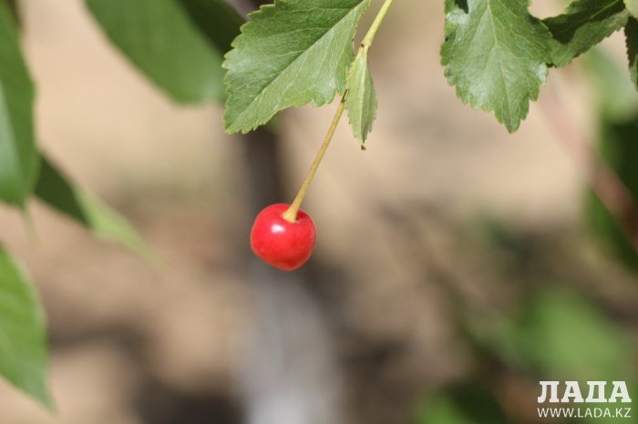 Фоторепортаж: Состояние зеленых насаждений у мечети в Актау