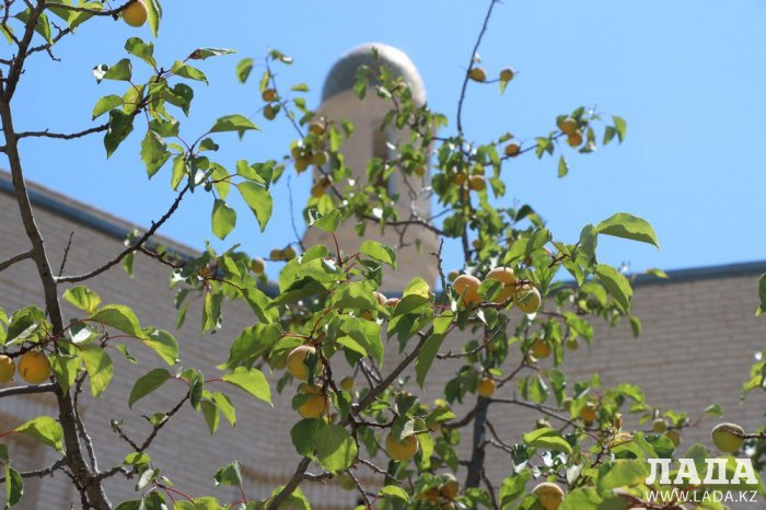 Фоторепортаж: Состояние зеленых насаждений у мечети в Актау