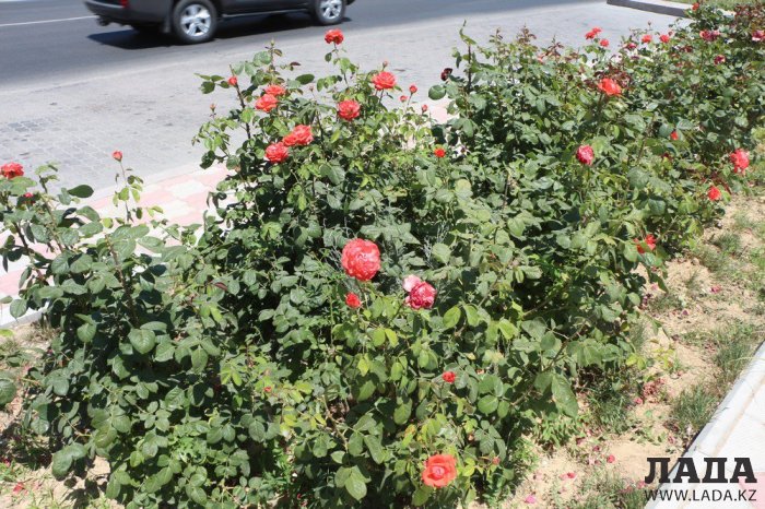 Фоторепортаж: Состояние зеленых насаждений у мечети в Актау