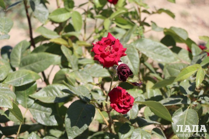 Фоторепортаж: Состояние зеленых насаждений у мечети в Актау