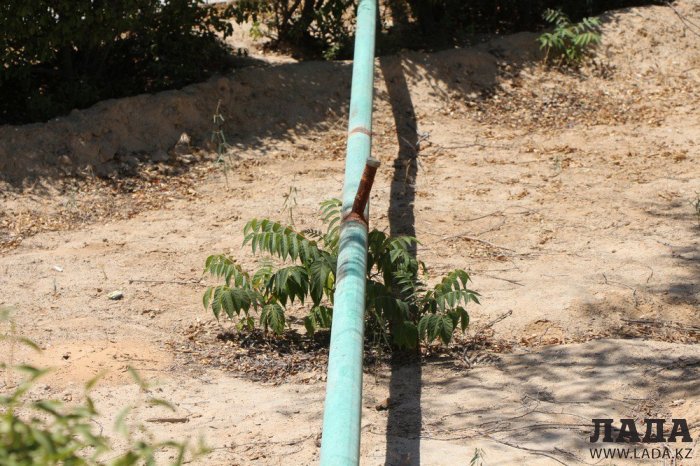 Фоторепортаж: Состояние зеленых насаждений у мечети в Актау