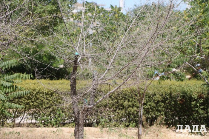 Фоторепортаж: Состояние зеленых насаждений у мечети в Актау