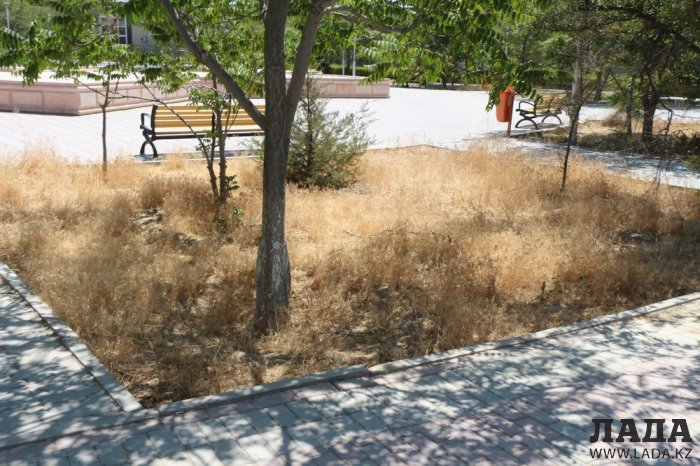 Фоторепортаж: Состояние зеленых насаждений у мечети в Актау