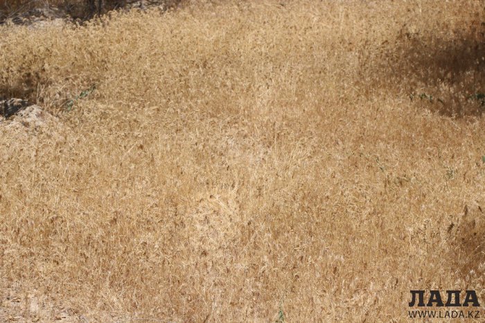 Фоторепортаж: Состояние зеленых насаждений у мечети в Актау