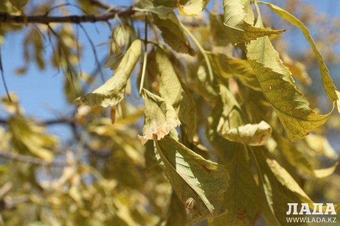 Фоторепортаж: Состояние зеленых насаждений у мечети в Актау