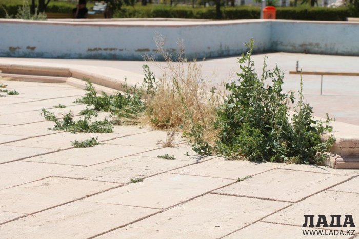 Фоторепортаж: Состояние зеленых насаждений у мечети в Актау
