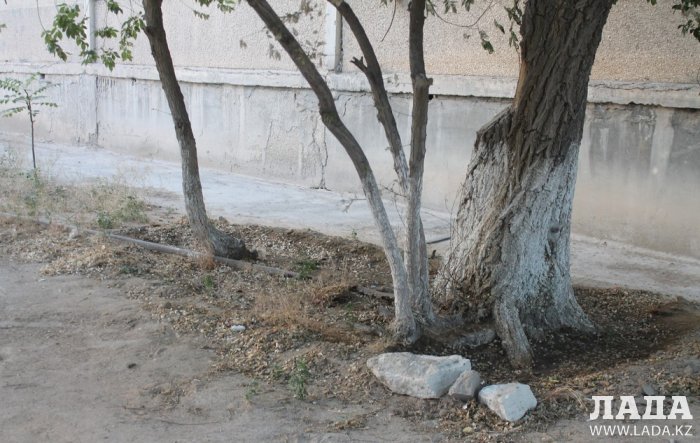 Полив по факту: Исполнение графика в Актау 20 июня