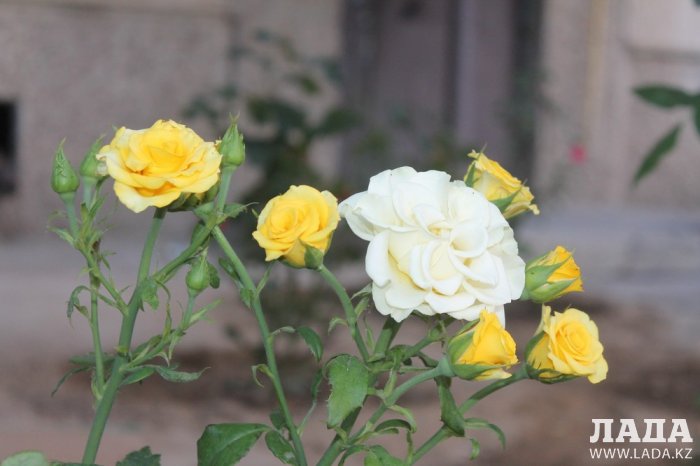 Полив по факту: Исполнение графика в Актау 20 июня