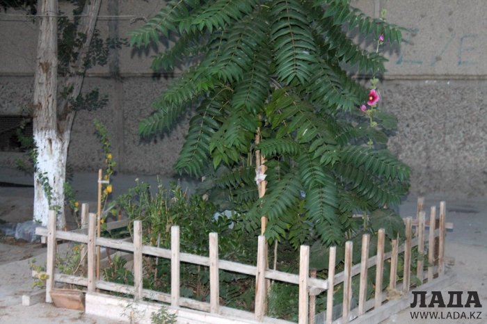 Полив по факту: Исполнение графика в Актау 20 июня