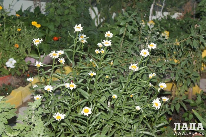 Полив по факту: Исполнение графика в Актау 20 июня