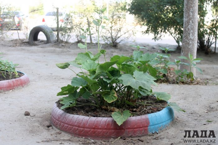 Полив по факту: Исполнение графика в Актау 20 июня