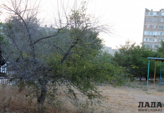 Полив по факту: Исполнение графика в Актау 20 июня