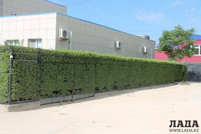 Полив по факту: Исполнение графика в Актау 20 июня