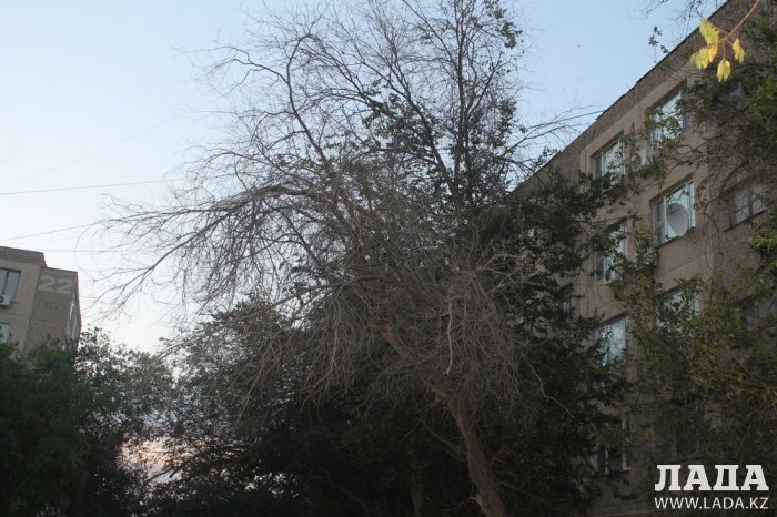 Полив по факту: Исполнение графика в Актау 20 июня