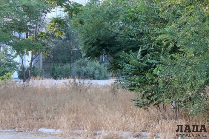 Полив по факту: Исполнение графика в Актау 20 июня