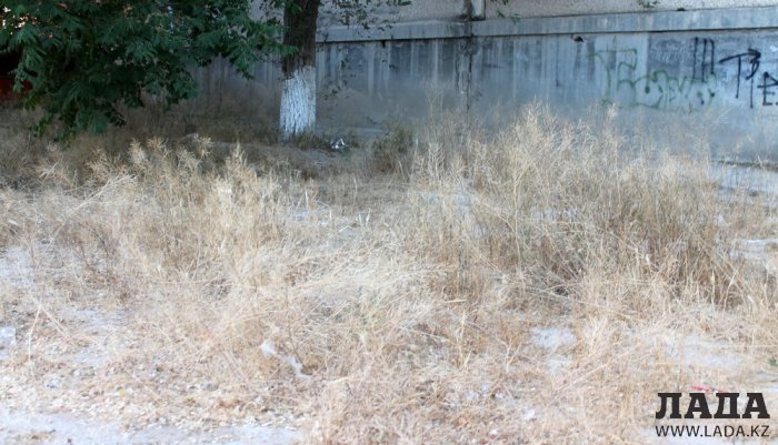 Полив по факту: Исполнение графика в Актау 20 июня