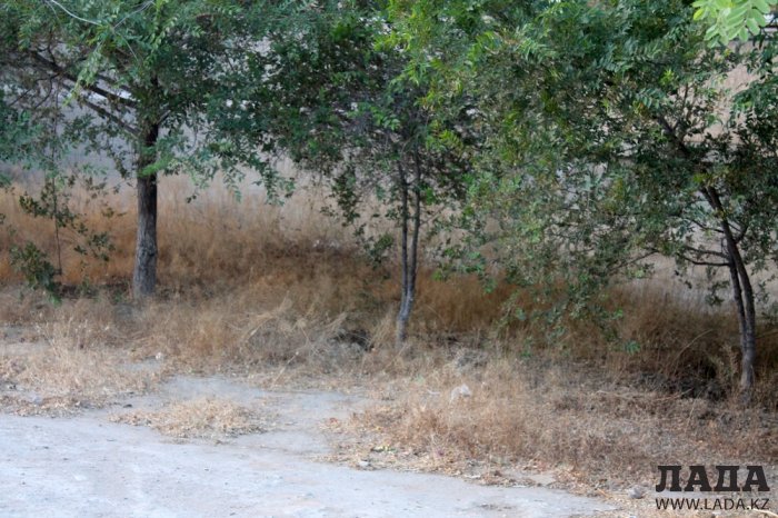 Полив по факту: Исполнение графика в Актау 20 июня