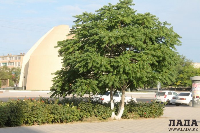 Полив по факту: Исполнение графика в Актау 20 июня