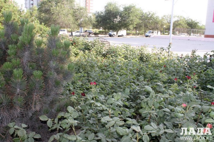 Полив по факту: Исполнение графика в Актау 20 июня