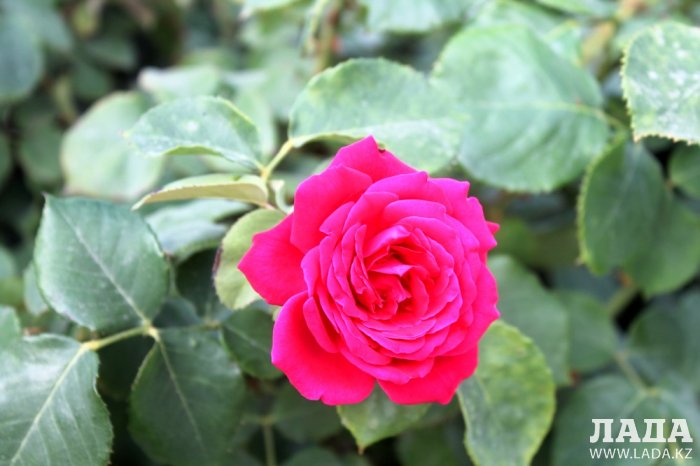 Полив по факту: Исполнение графика в Актау 20 июня