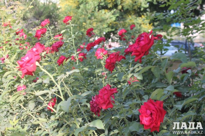 Полив по факту: Исполнение графика в Актау 20 июня