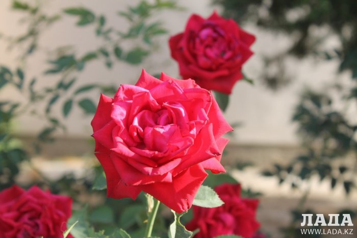 Полив по факту: Исполнение графика в Актау 20 июня