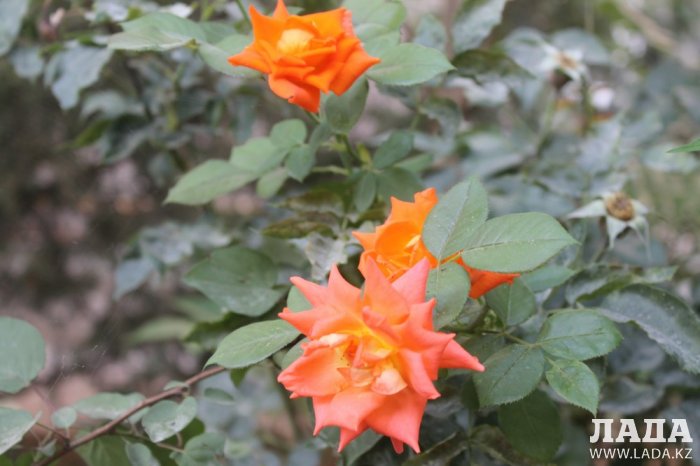 Полив по факту: Исполнение графика в Актау 20 июня