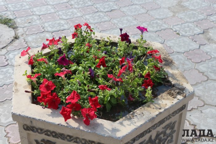 Полив по факту: Исполнение графика в Актау 21 июня