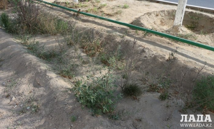 Полив по факту: Исполнение графика в Актау 21 июня