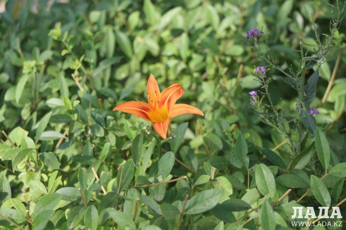 Полив по факту: Исполнение графика в Актау 21 июня