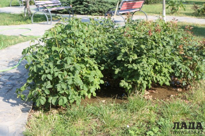 Полив по факту: Исполнение графика в Актау 21 июня