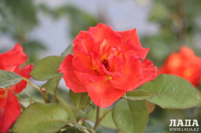 Полив по факту: Исполнение графика в Актау 21 июня