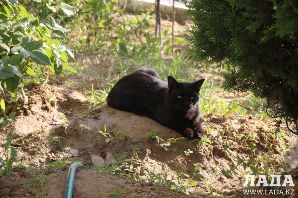 Полив по факту: Исполнение графика в Актау 21 июня