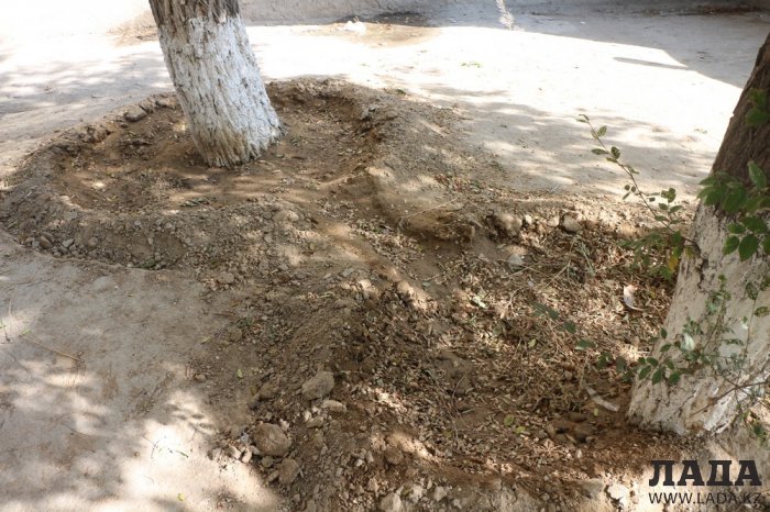 Полив по факту: Исполнение графика в Актау 21 июня