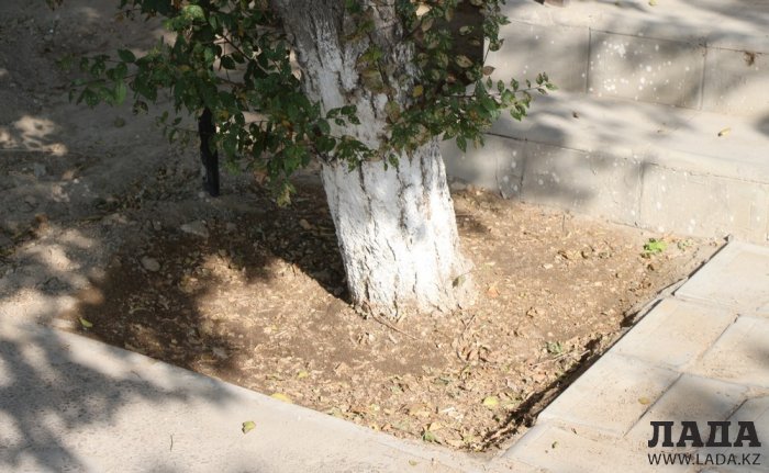 Полив по факту: Исполнение графика в Актау 21 июня