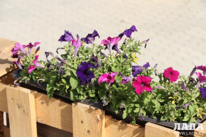 Полив по факту: Исполнение графика в Актау 21 июня