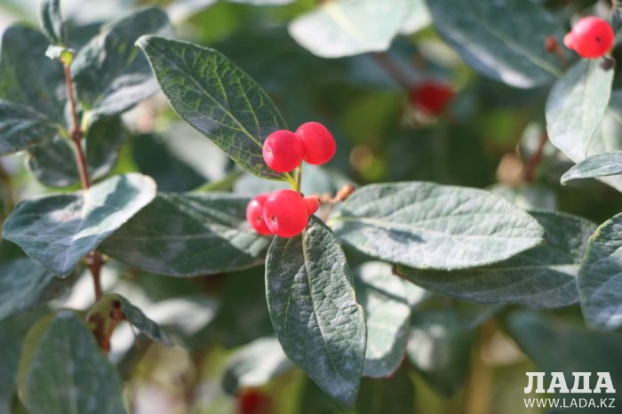 Полив по факту: Исполнение графика в Актау 21 июня