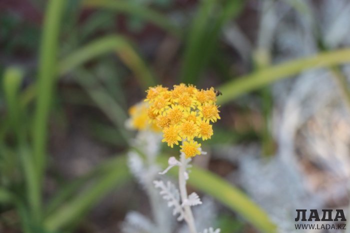 Полив по факту: Исполнение графика в Актау 21 июня