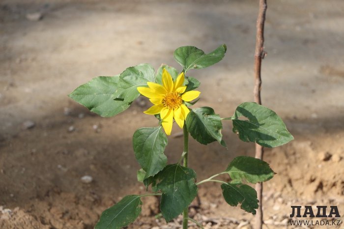 Полив по факту: Исполнение графика в Актау 21 июня