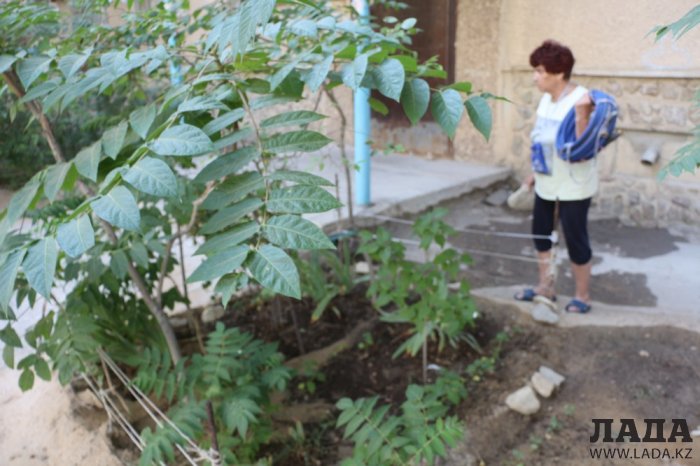 Полив по факту: Исполнение графика в Актау 21 июня