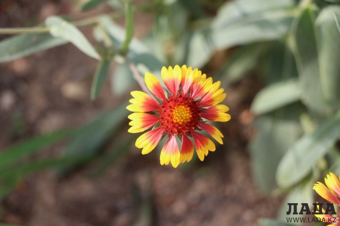 Полив по факту: Исполнение графика в Актау 21 июня