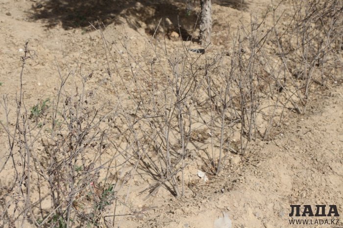 Полив по факту: Исполнение графика в Актау 21 июня