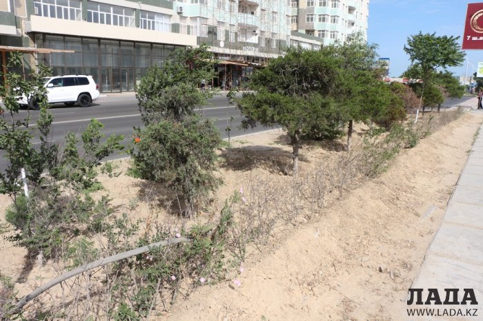 Полив по факту: Исполнение графика в Актау 21 июня