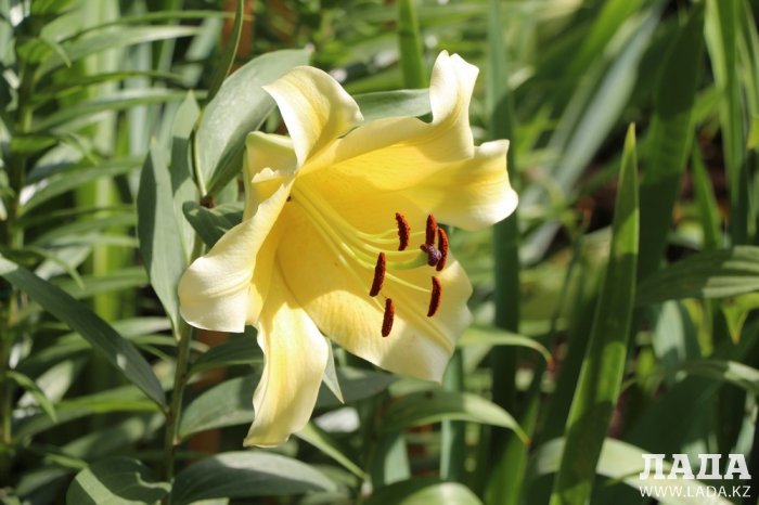 Полив по факту: Исполнение графика в Актау 21 июня