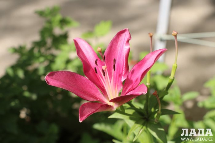 Полив по факту: Исполнение графика в Актау 21 июня