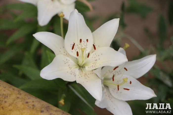 Полив по факту: Исполнение графика в Актау 21 июня