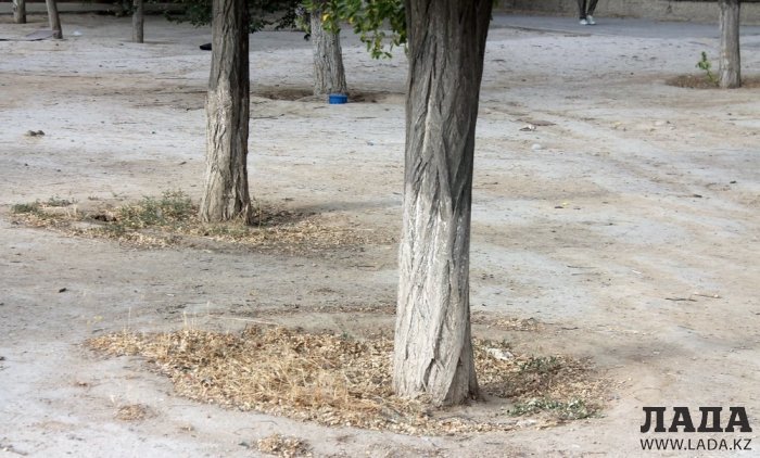 Полив по факту: Исполнение графика в Актау 22 июня