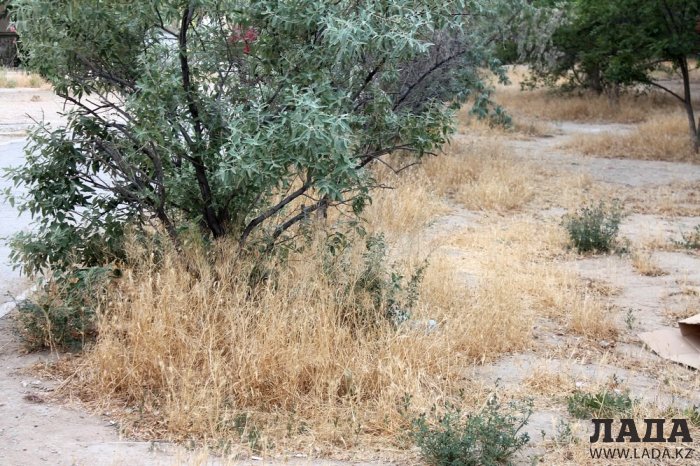 Полив по факту: Исполнение графика в Актау 22 июня