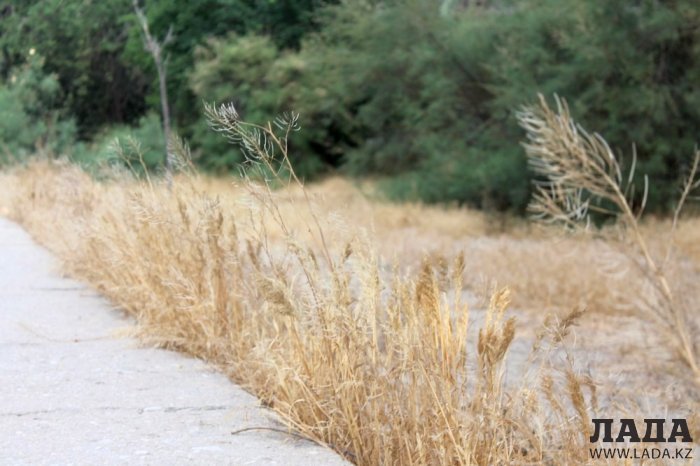 Полив по факту: Исполнение графика в Актау 22 июня