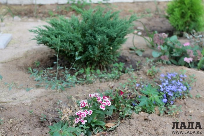 Полив по факту: Исполнение графика в Актау 22 июня